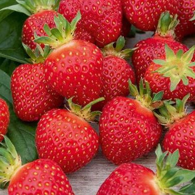 Fraisier RUBY ANN à fleurs roses