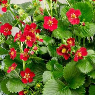 Fraisier SUMMER BREEZE à fleurs roses