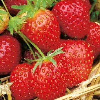 Fraisier SURPRISE DES MARCHES