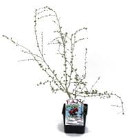 Plants de GOJI (Lycium barbarum) 