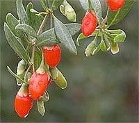 Plants de GOJI (Lycium barbarum) 