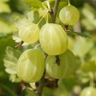 GROSEILLIER A MAQUEREAU