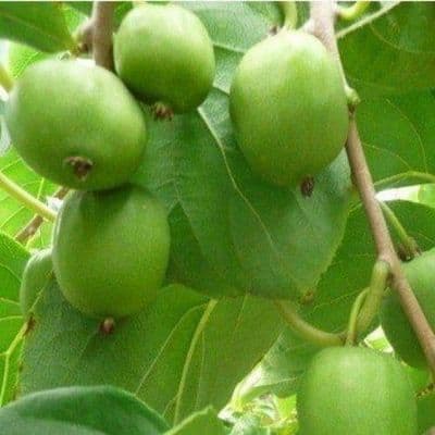 KIWAI ISSAI autofertile