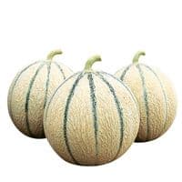 MELON Funambul F1  greffé variété à gros rendement !