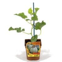 MELON Funambul F1  greffé variété à gros rendement !