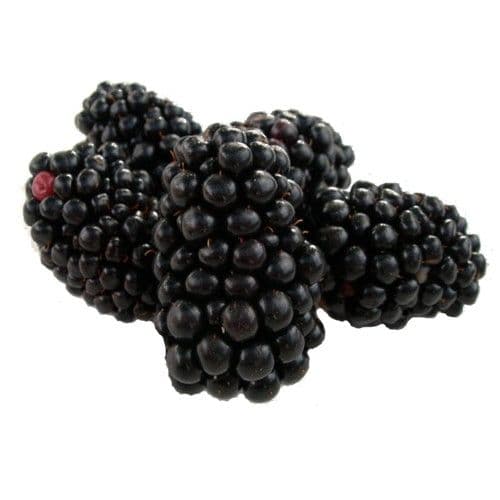 Plants de MÛRE geante sans épines