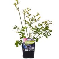 Plants de MYRTILLE A GROS FRUIT (Myrtillier Vaccinum corymbosum)