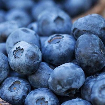MYRTILLE à gros fruits