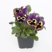 PENSEE COLORIS VARIES Viola x wittrockiana HORTI SOLOGNE