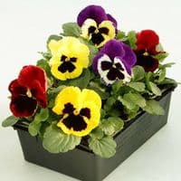 PENSEE COLORIS VARIES Viola x wittrockiana HORTI SOLOGNE