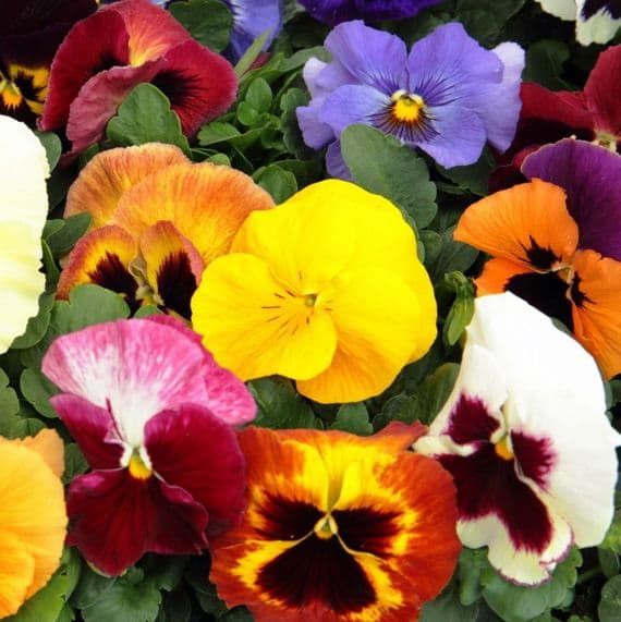 PENSEE COLORIS VARIES Viola x wittrockiana HORTI SOLOGNE