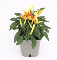 PIMENT ORNEMENTAL Capsicum HORTI SOLOGNE