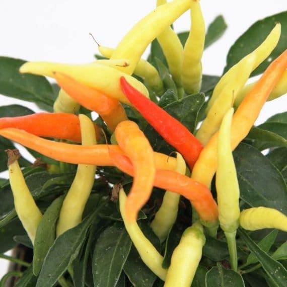 PIMENT ORNEMENTAL Capsicum HORTI SOLOGNE