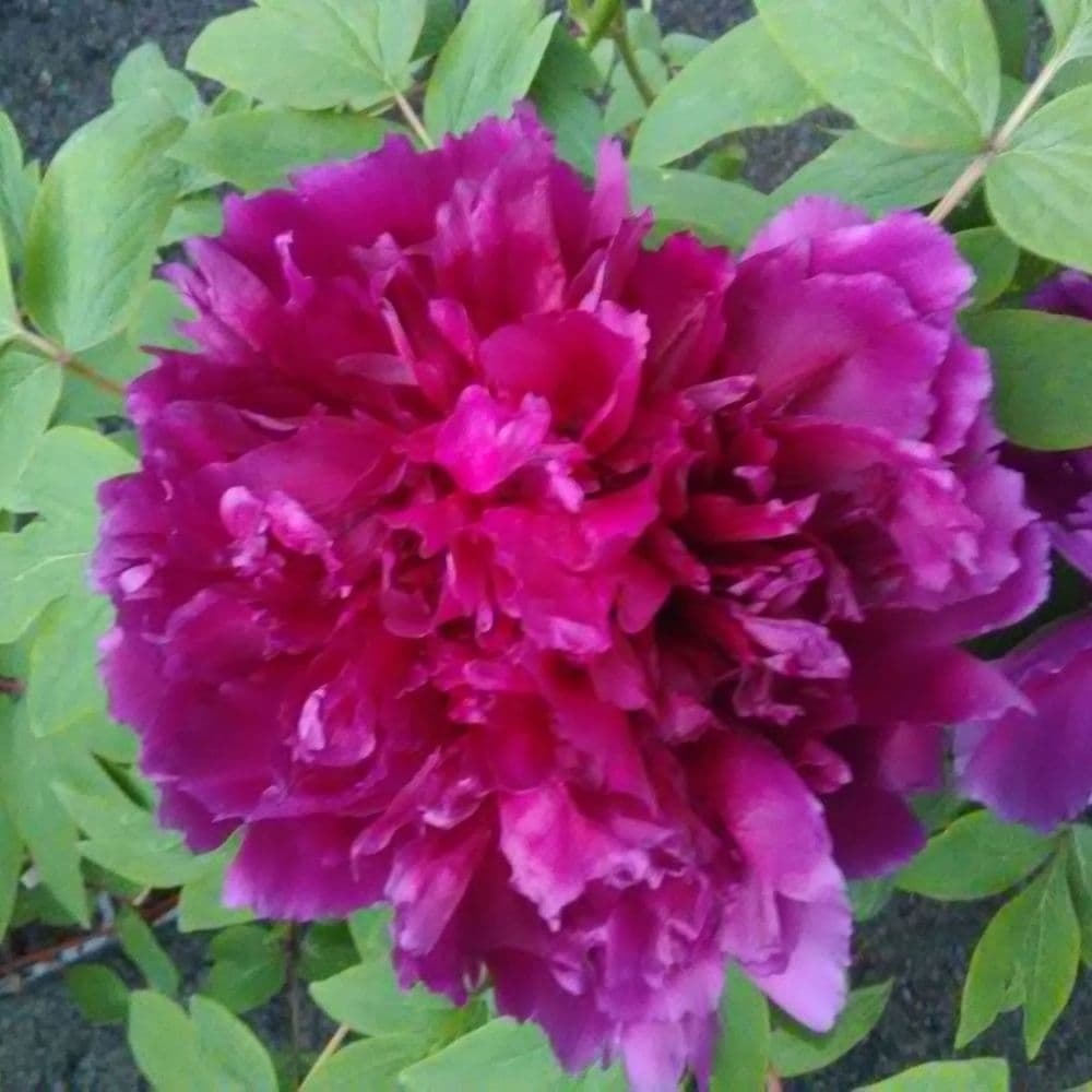 PIVOINE ARBUSTIVE 6 Colori Au Choix pivoine-arbustive-6-colori-au-choix