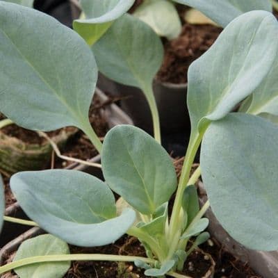 Plante à gout d'HUITRE