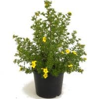 POTENTILLE GOLD FINGER HORTI SOLOGNE