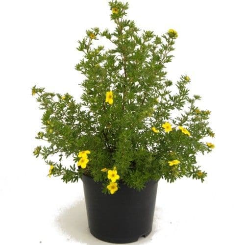 POTENTILLE GOLD FINGER HORTI SOLOGNE