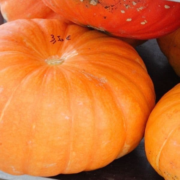 POTIRON ROUGE VIF D ETAMPES gros fruits gouteux