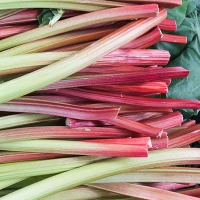 RHUBARBE
