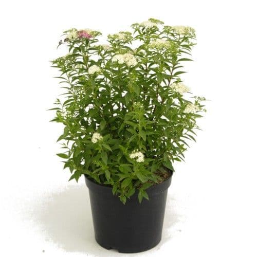 SPIREE HORTI SOLOGNE