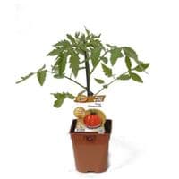 TOMATE ANANAS très savoureuse !