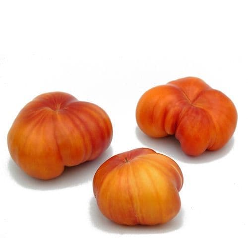 TOMATE ANANAS très savoureuse !
