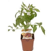 TOMATE CORNABEL plant greffé pour un gros rendement !