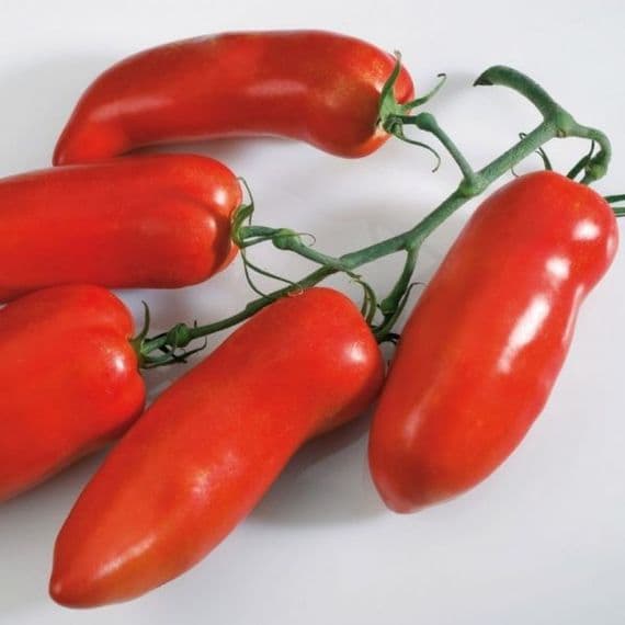 TOMATE CORNABEL plant greffé pour un gros rendement !