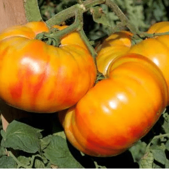 TOMATE BUFFALOSUN ronde orange
