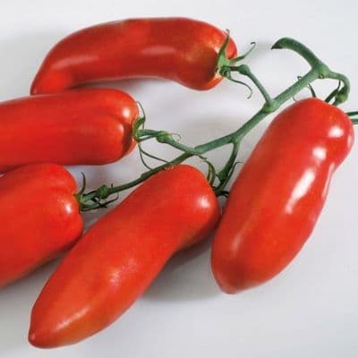 TOMATE CORNABEL GREFFEE