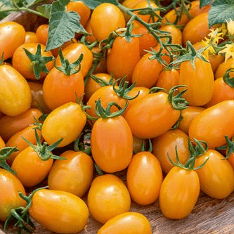 TOMATE DATTORANGE greffé apéritive douce et sucrée!
