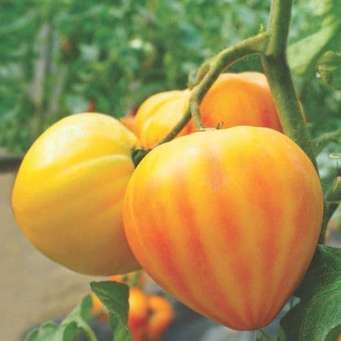 TOMATE GOURMANSUN greffé Excellente au goût !