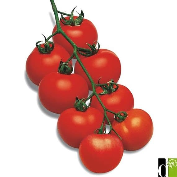 TOMATE PREMIO calibre moyen chair ferme