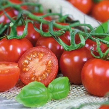 Rubylicious Tomato TOMATE Rubylicious Hybride F1 la plus sucrée