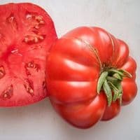 TOMATE RUSSE ROUGE grosse rouge