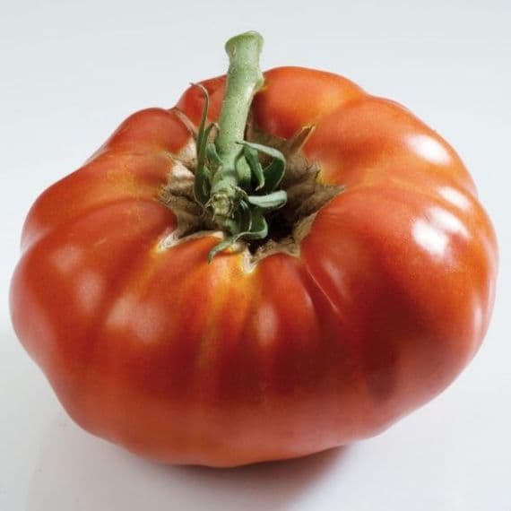 TOMATE RUSSE ROUGE grosse rouge