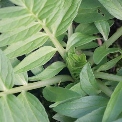 VALERIANE officinale