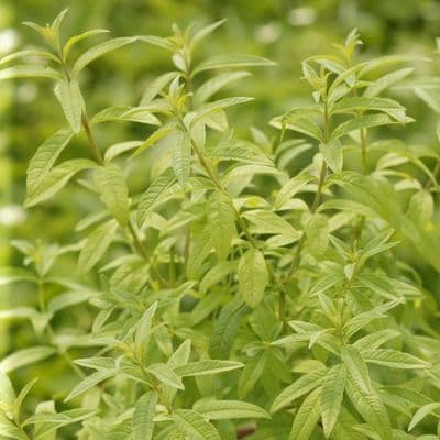 VERVEINE CITRONNELLE