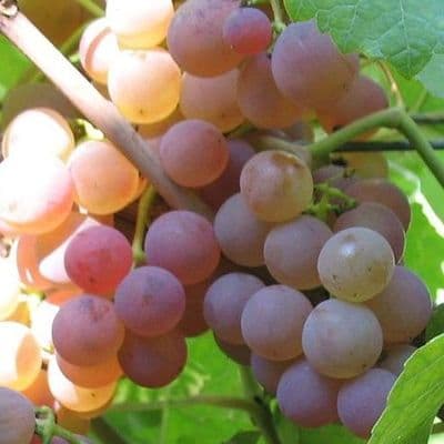 Vigne Chasselas rosé