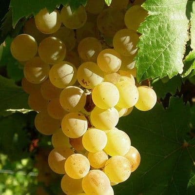 Vigne  Italia jaune
