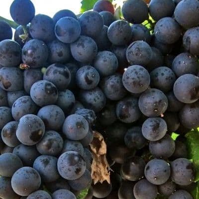 Vigne Muscat de Hambourg