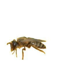 abeille-mascotte-hortisologne