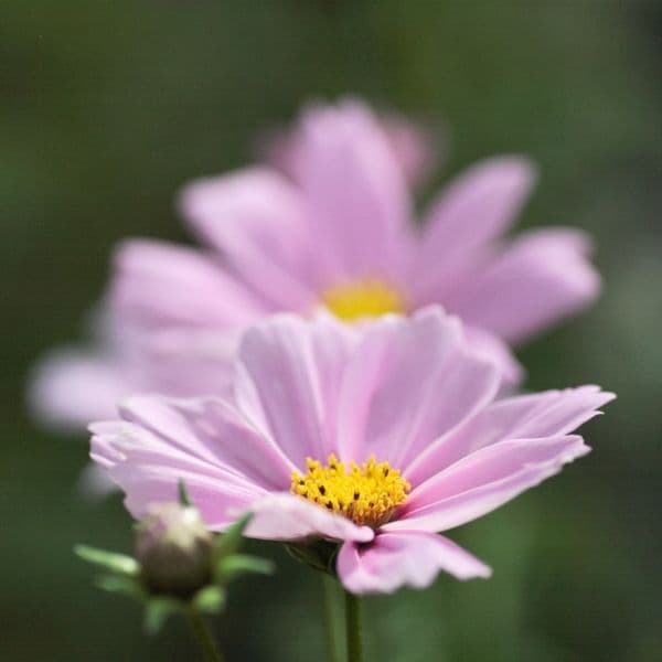 fleur-de-cosmos-hortisologne