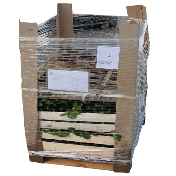 palette-de-plants-de-fraisier-vente-en-gros-pour-professionnels