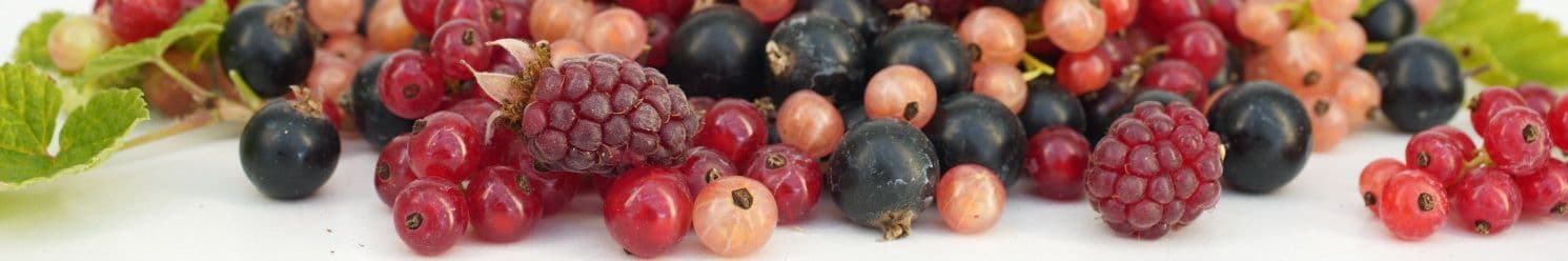 étalage-de-fruits-rouges-des-bois-moins-cher-www.hortisologne.com
