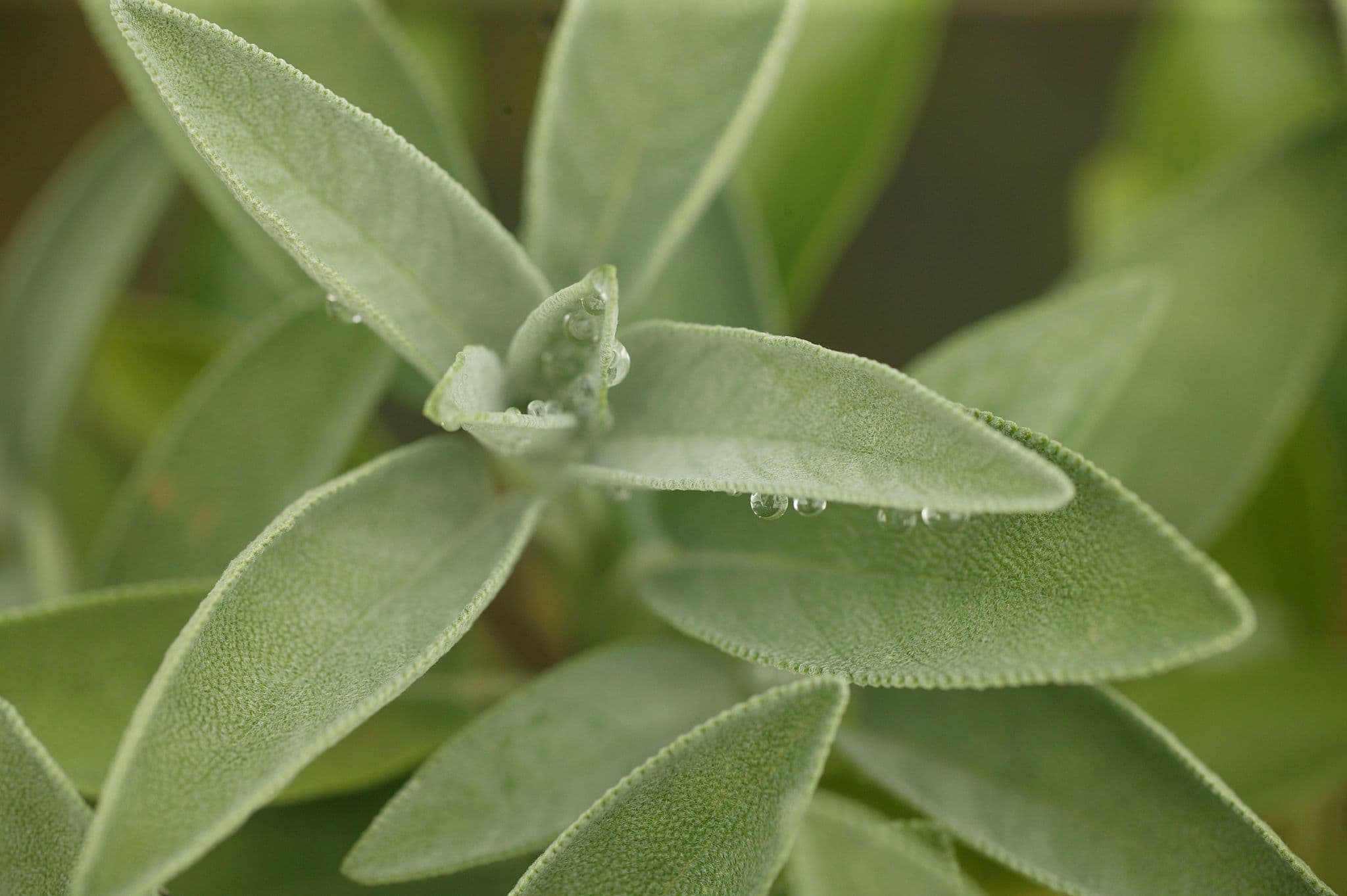 sauge-officinale-verte-aromatique-hortisologne