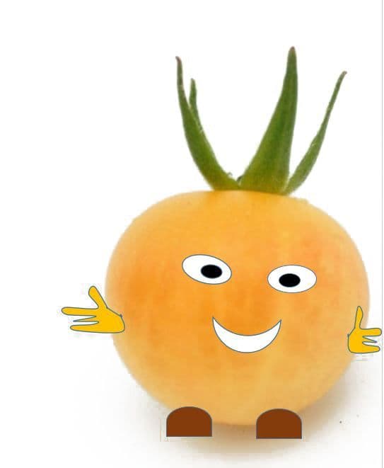 Cerise-la-mascotte-Tomatine-hortisologne-plants-de-tomate-français-moins-cher