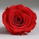 21 XL Roses White Infinity Roses Logo Box