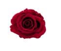 21 XL Roses White Infinity Roses Logo Box