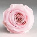 One Year Roses XL 12-14 Roses All Colours Black Personalised Box